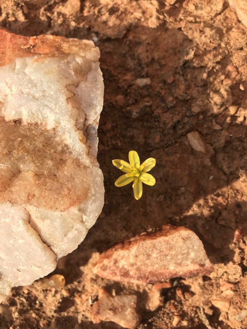 Albuca osmynella photo 7