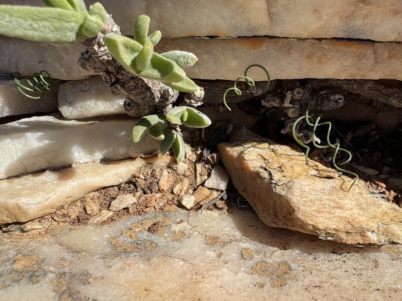 Albuca osmynella photo 8