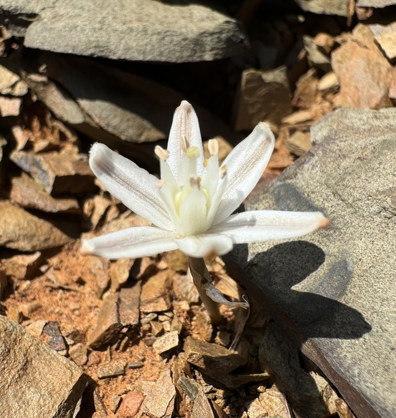Albuca ovata