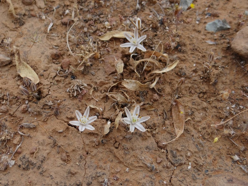 Albuca ovata photo 2