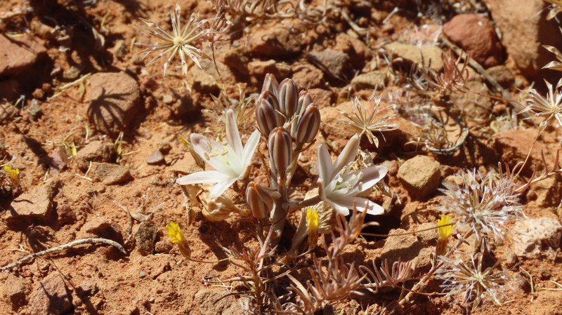 Albuca ovata photo 5