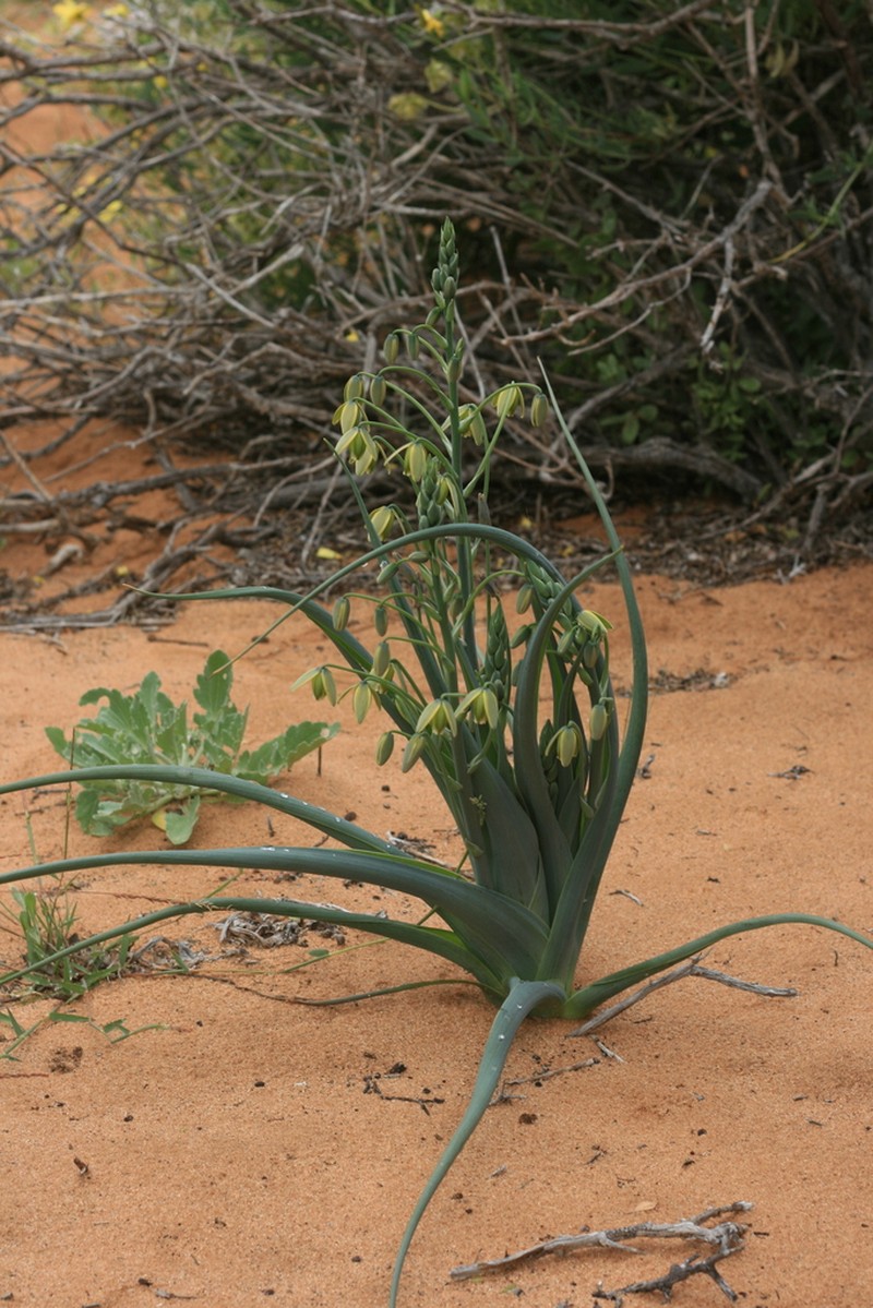 Albuca paradoxa photo 2