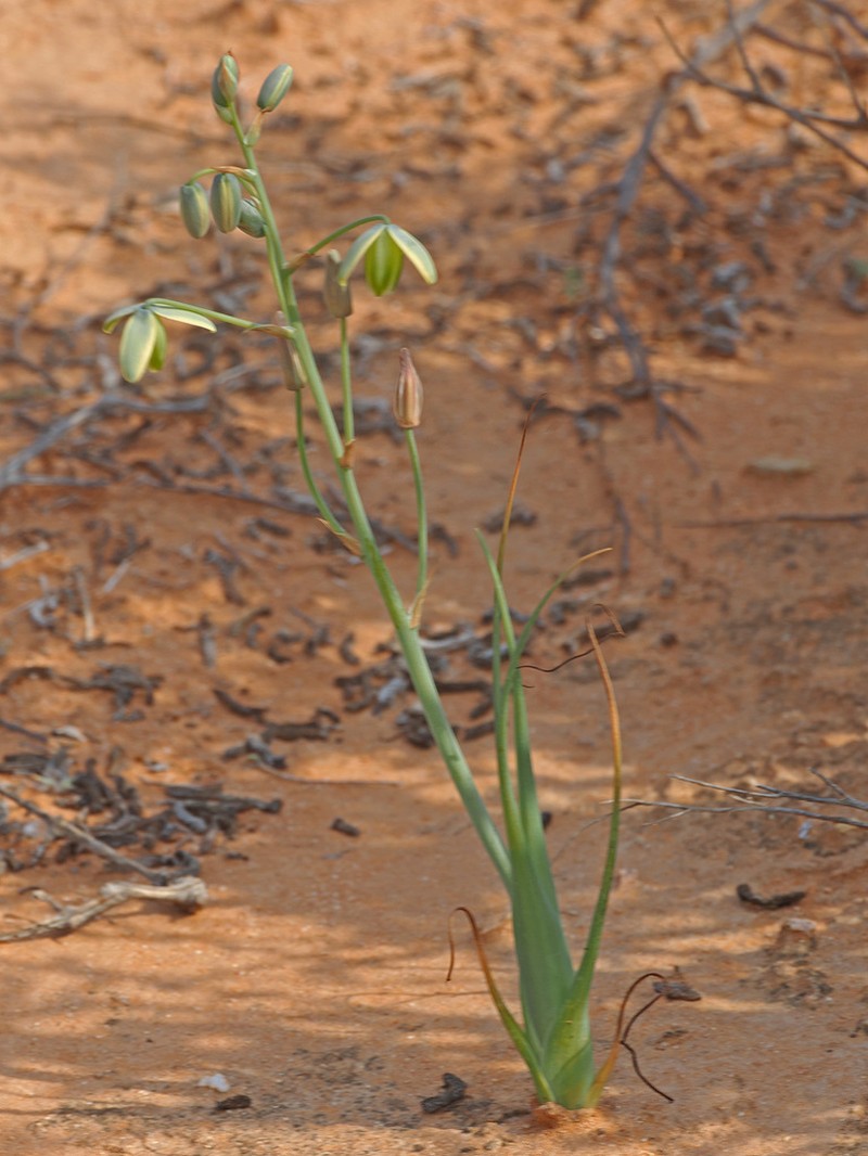 Albuca paradoxa photo 3