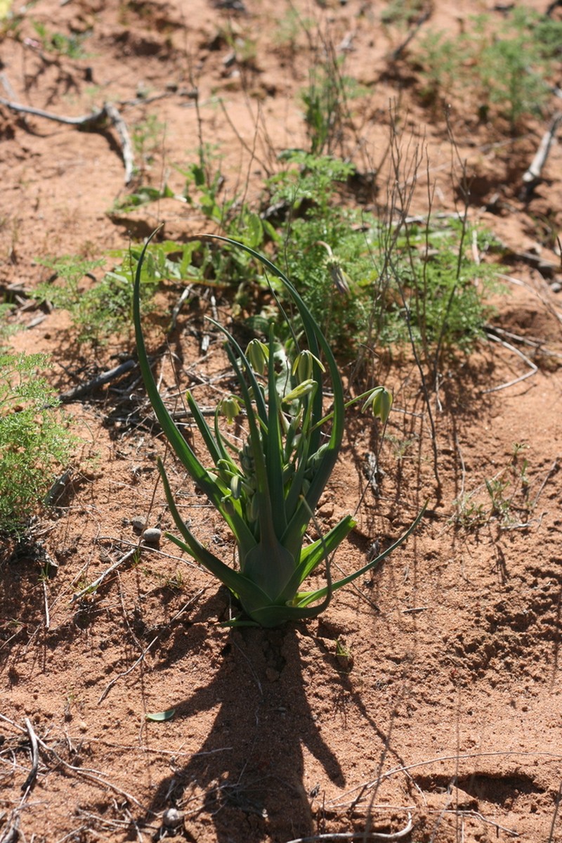 Albuca paradoxa photo 4