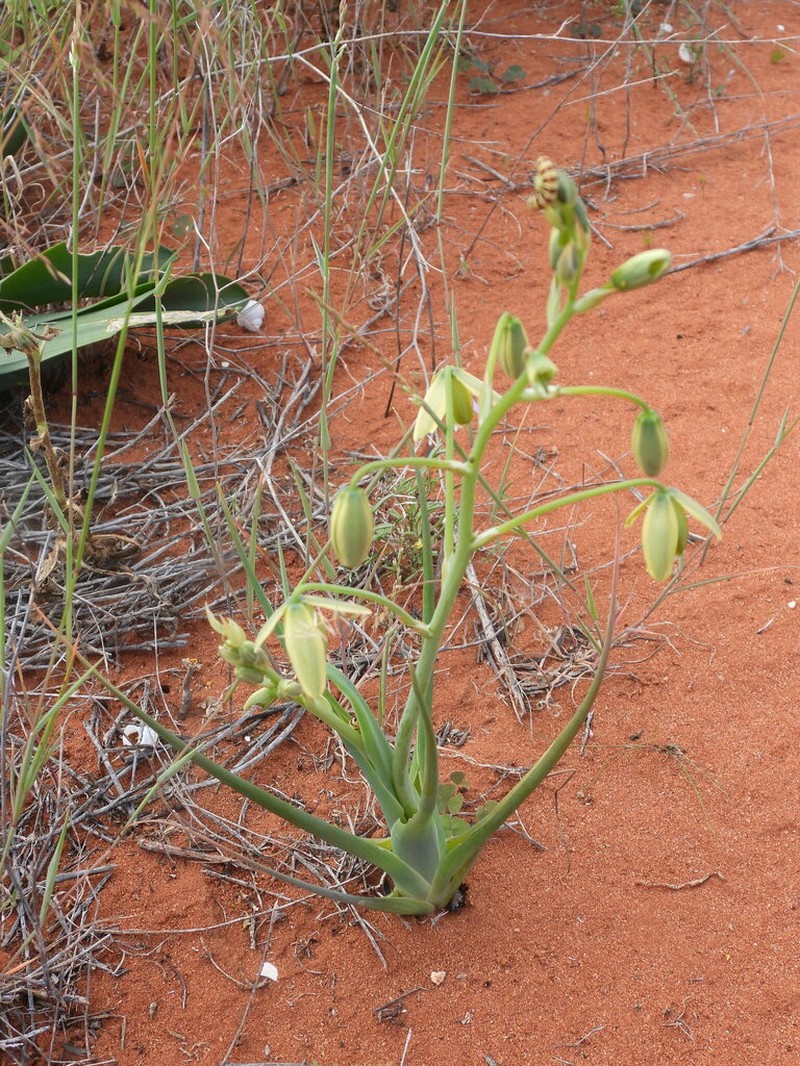 Albuca paradoxa photo 5