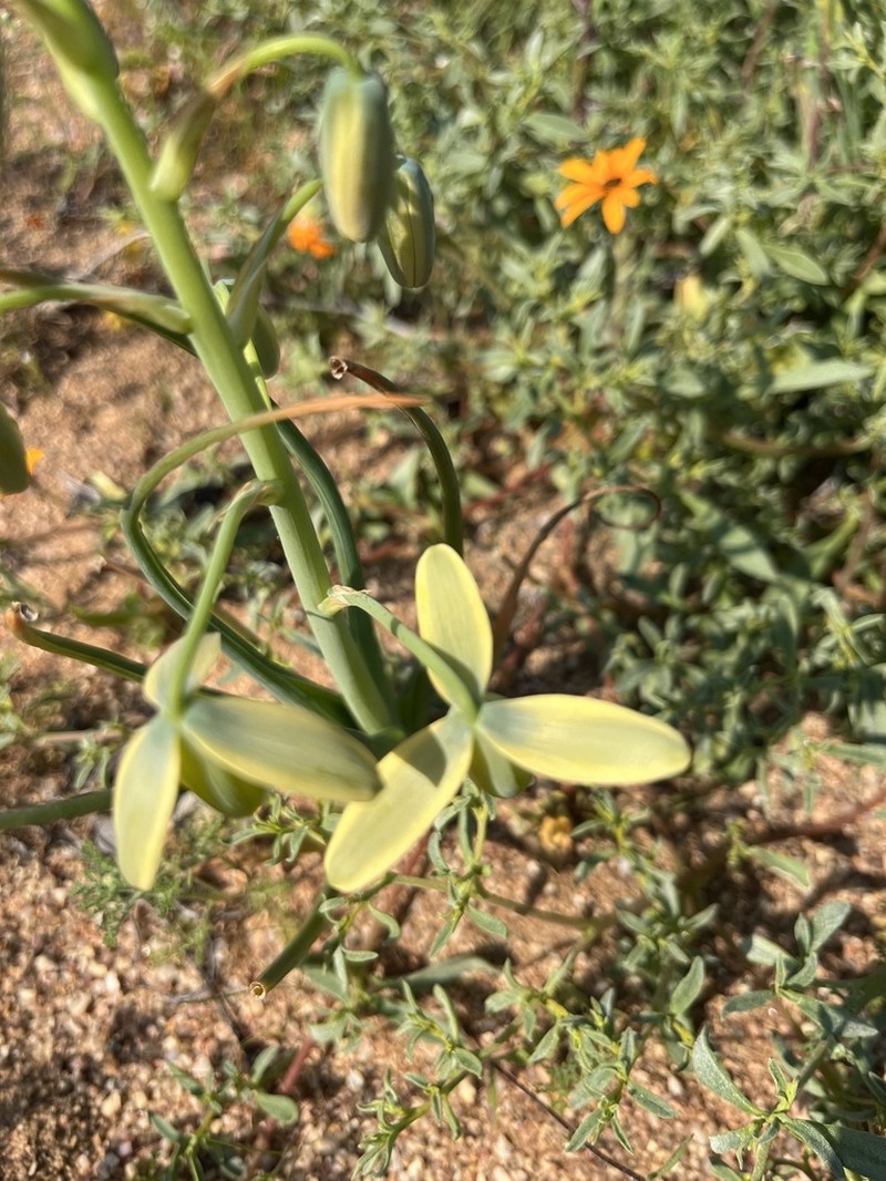 Albuca paradoxa photo 6