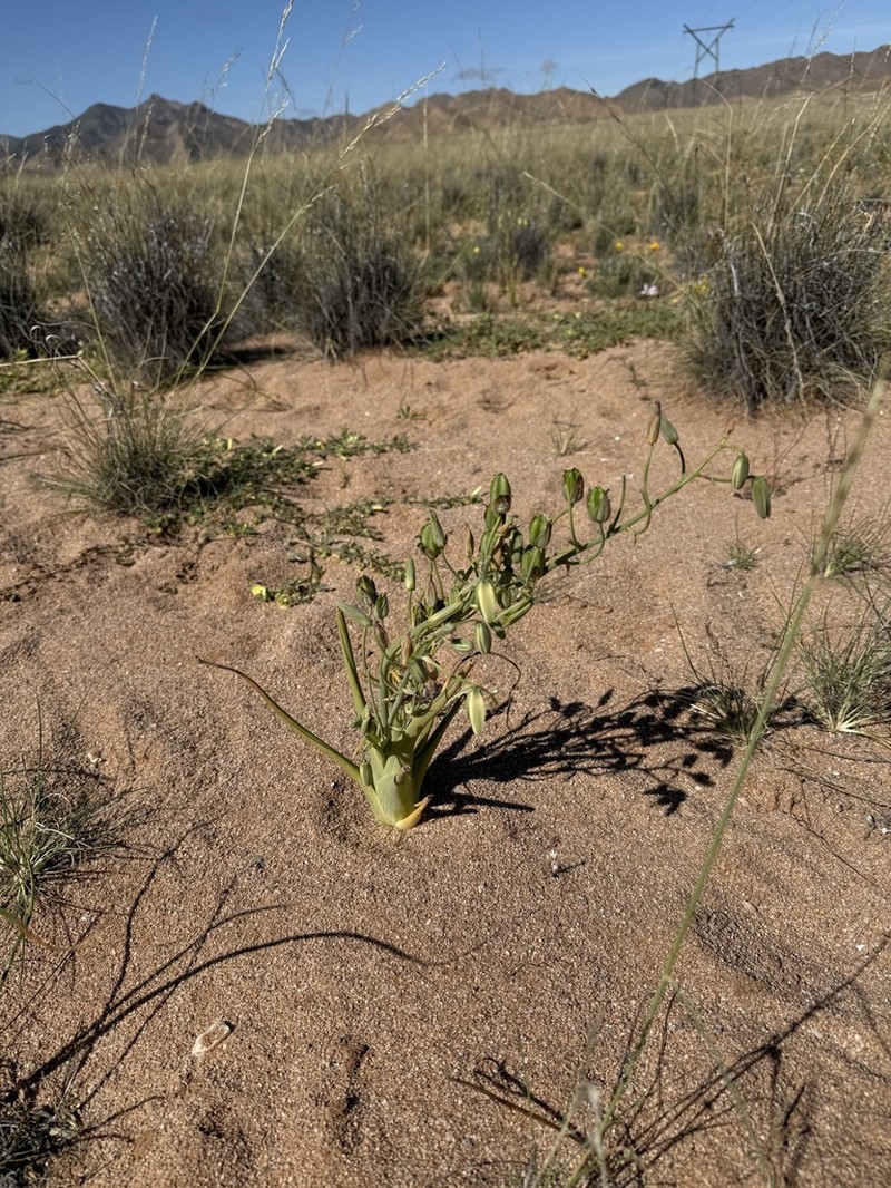 Albuca paradoxa photo 7