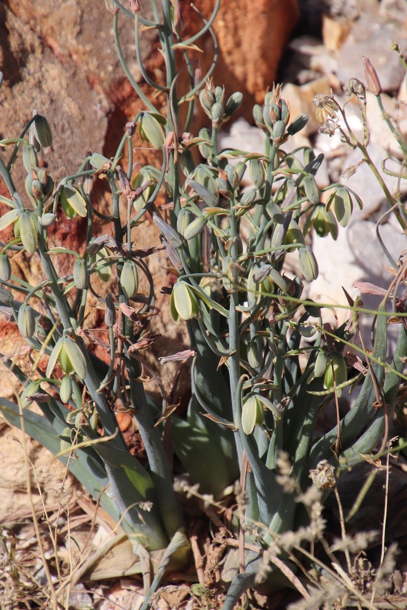Albuca paradoxa photo 8