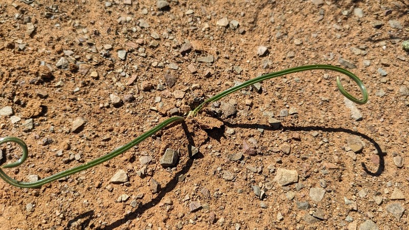 Albuca paucifolia photo 2