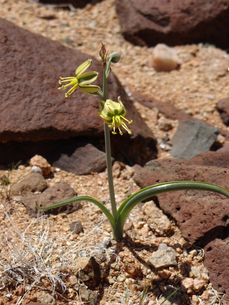 Albuca pearsonii