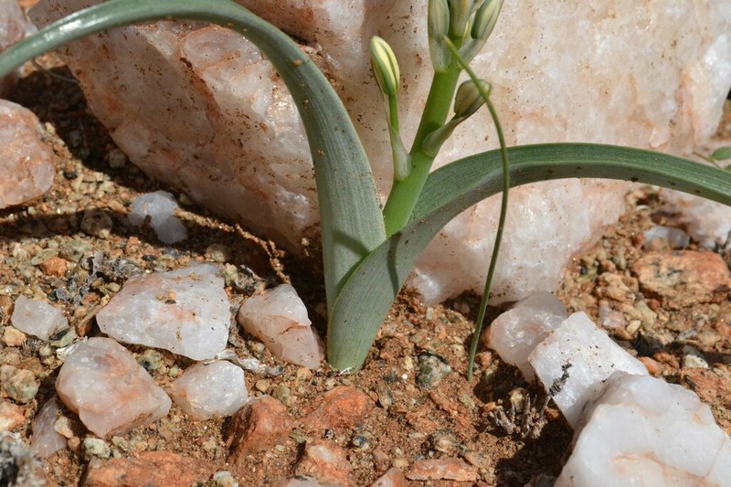 Albuca pearsonii photo 2