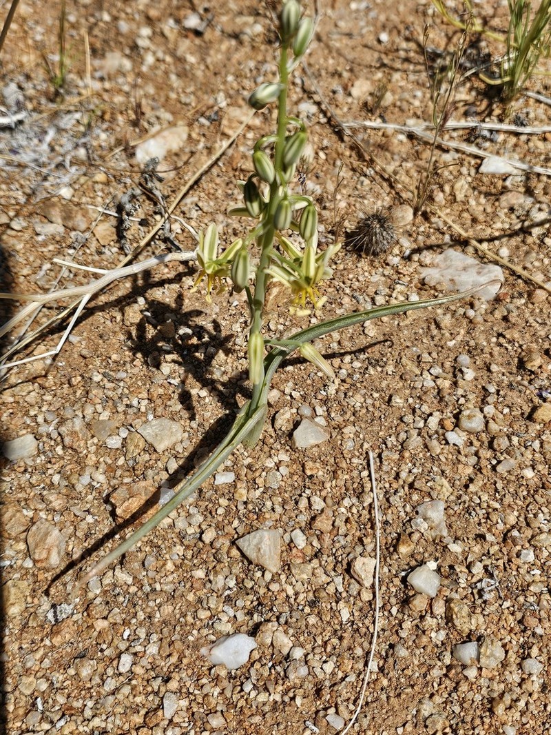Albuca pearsonii photo 3