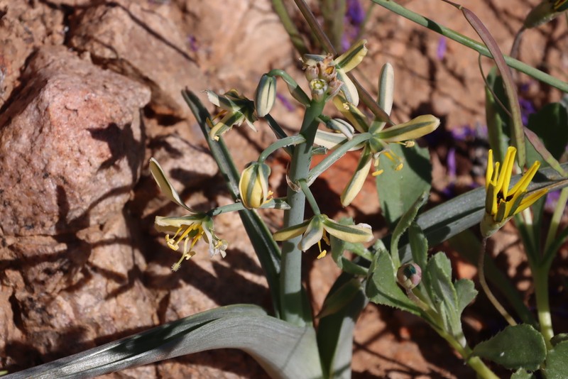 Albuca pearsonii photo 4