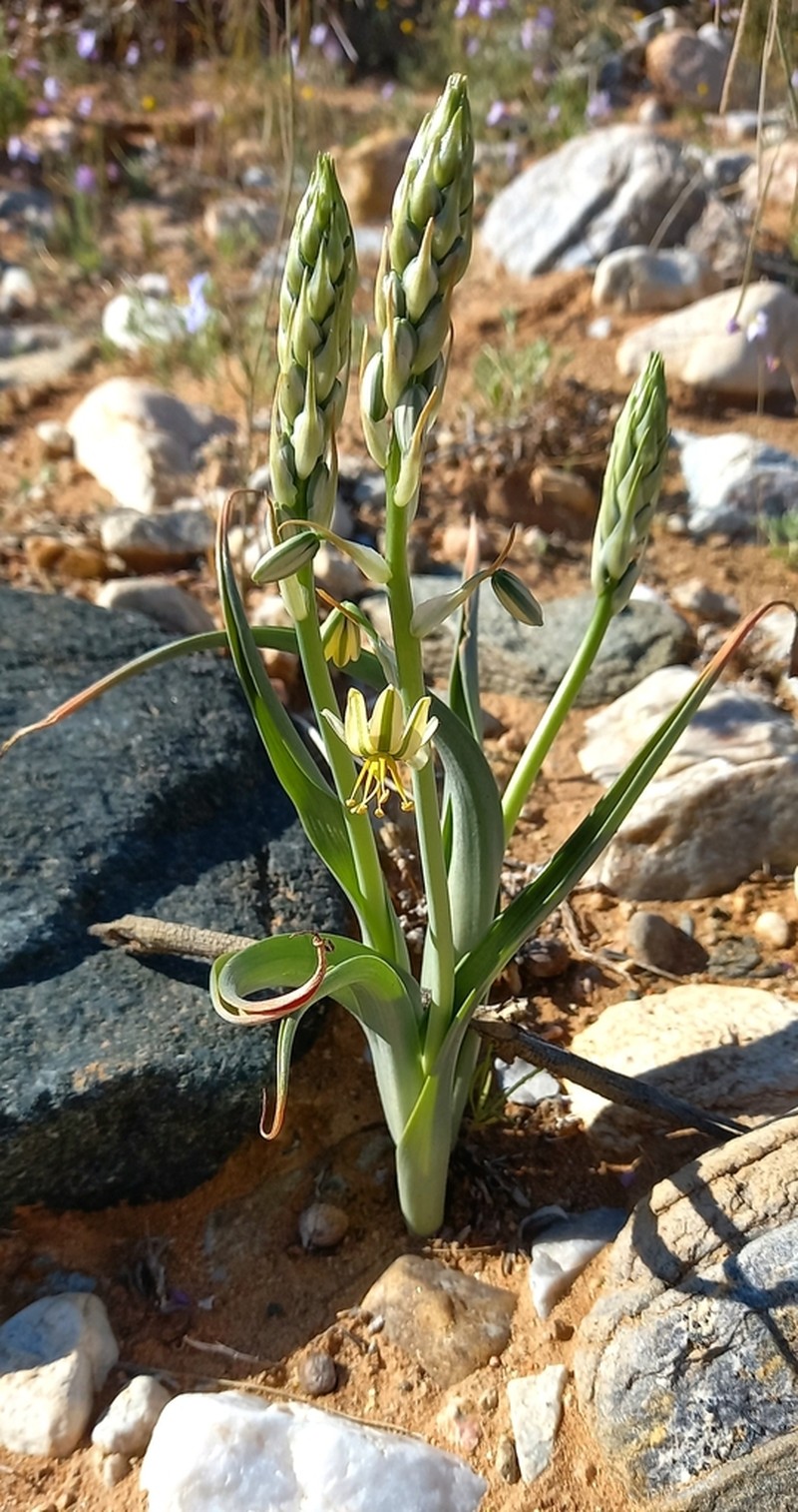 Albuca pearsonii photo 5