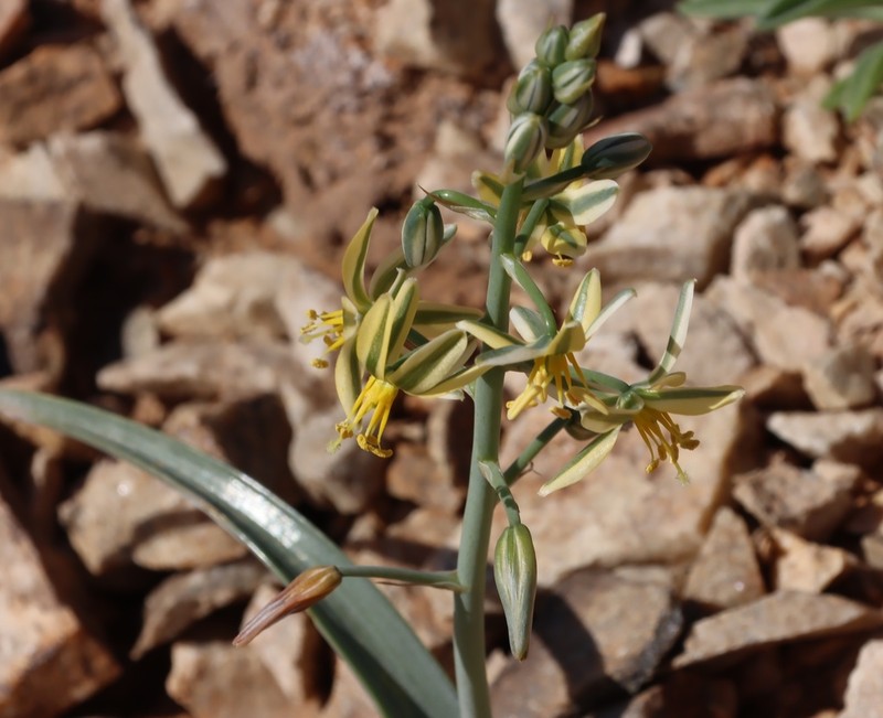 Albuca pearsonii photo 6