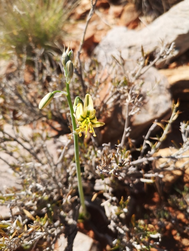 Albuca pearsonii photo 7