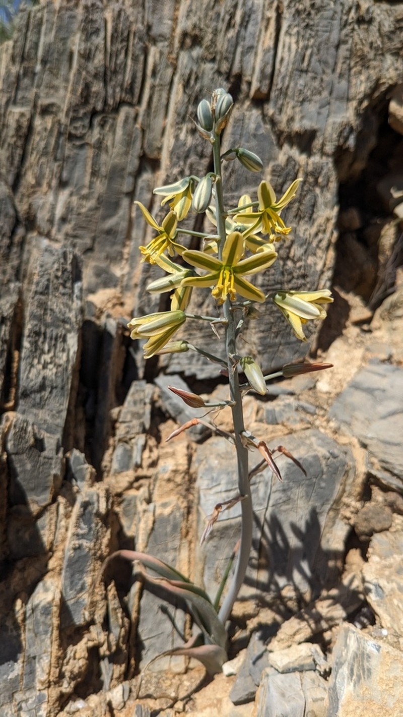 Albuca pearsonii photo 8