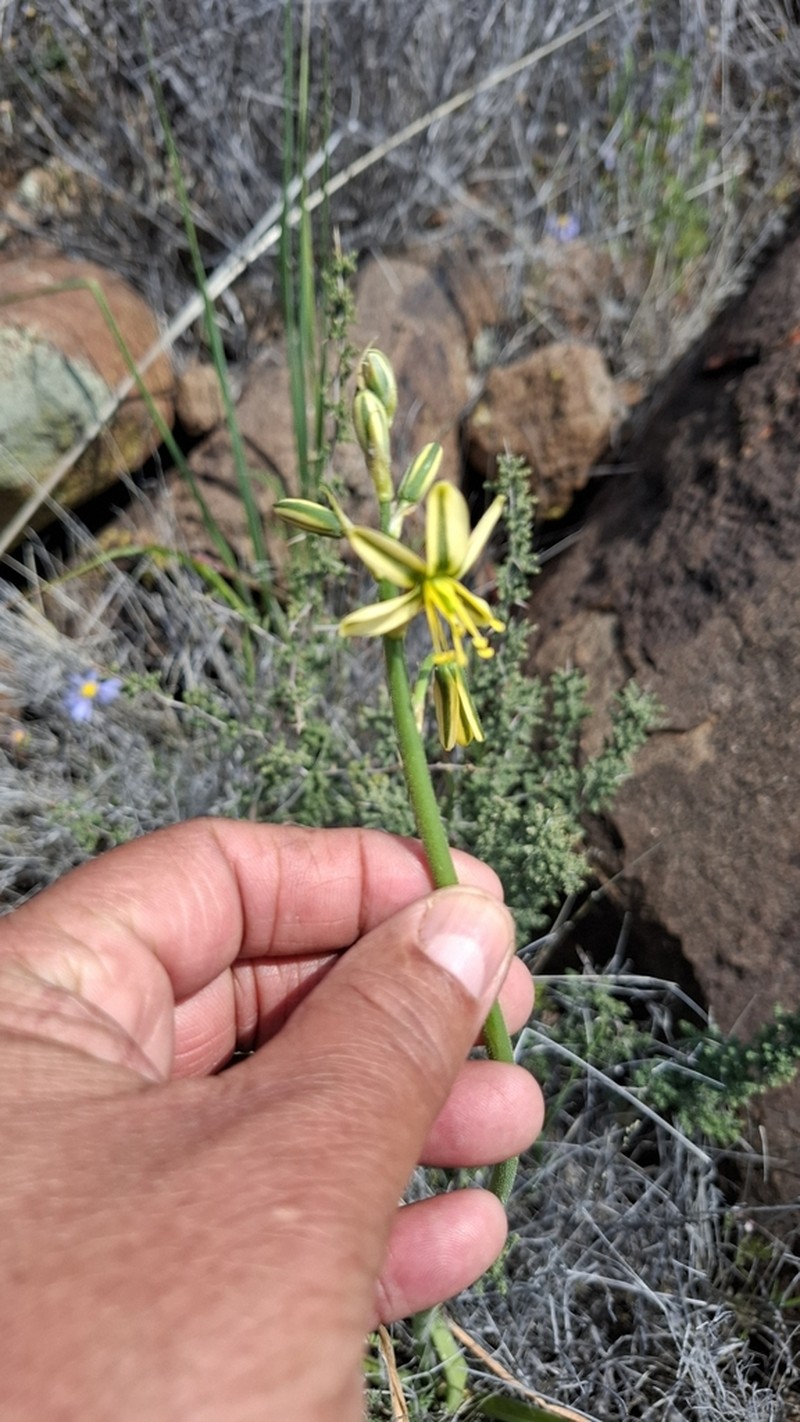 Albuca pentheri