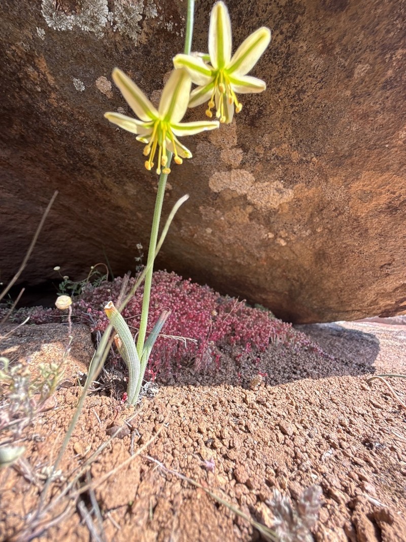 Albuca pentheri photo 2