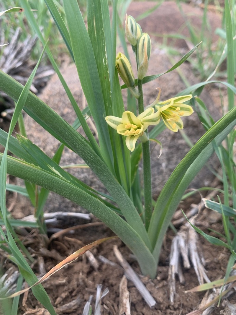 Albuca pentheri photo 3
