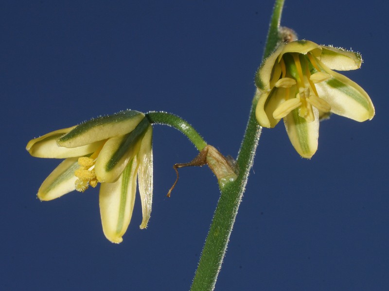 Albuca pentheri photo 4