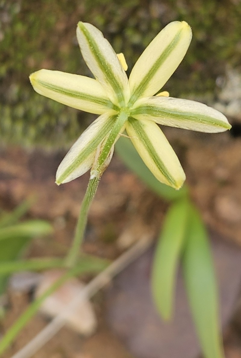 Albuca pentheri photo 5