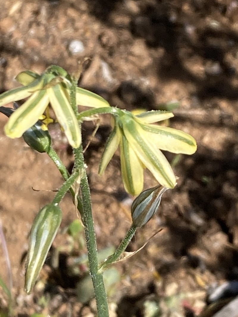 Albuca pentheri photo 6