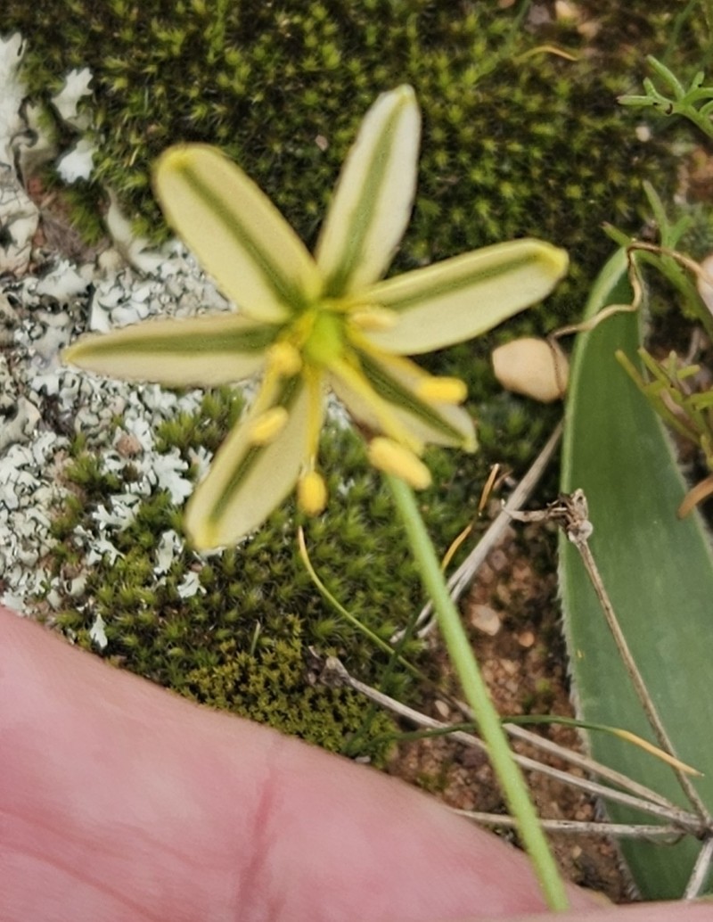 Albuca pentheri photo 7
