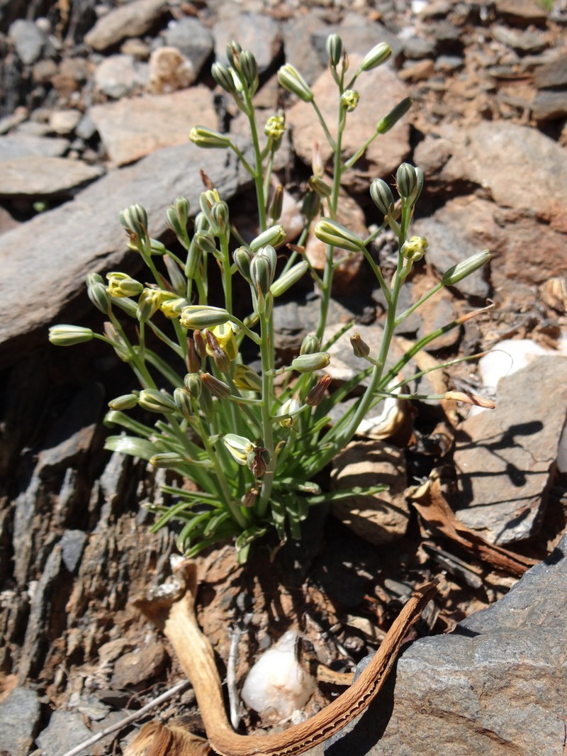 Albuca polyodontula