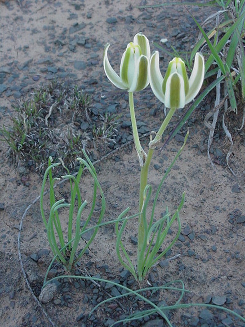 Albuca polyphylla photo 2