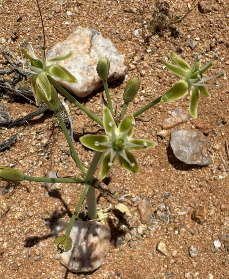 Albuca prasina photo 2