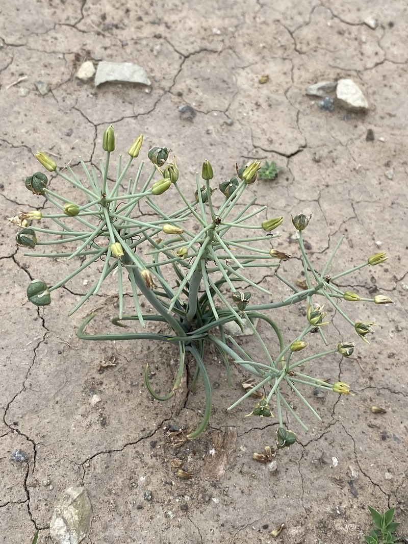Albuca prasina photo 3