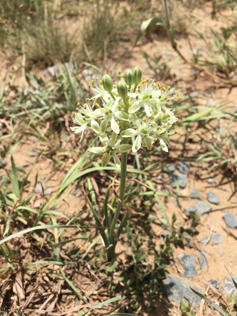 Albuca prasina photo 4
