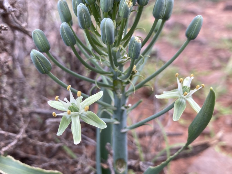 Albuca prasina photo 5