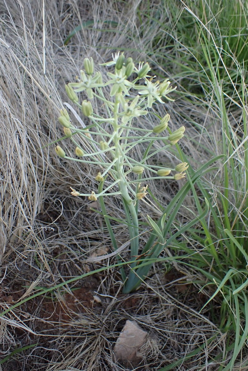 Albuca prasina photo 6
