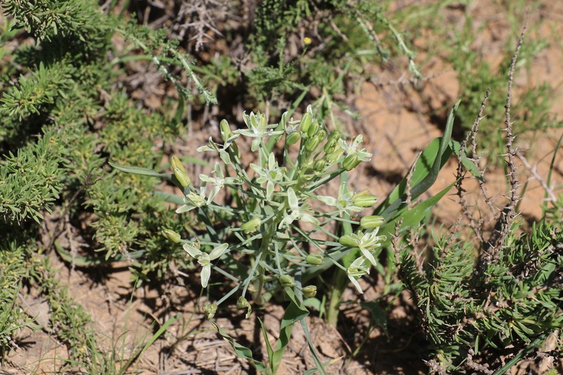 Albuca prasina photo 7