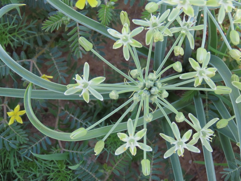 Albuca prasina photo 8