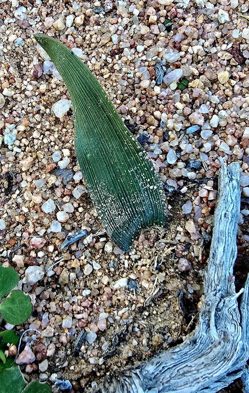 Albuca psammophora