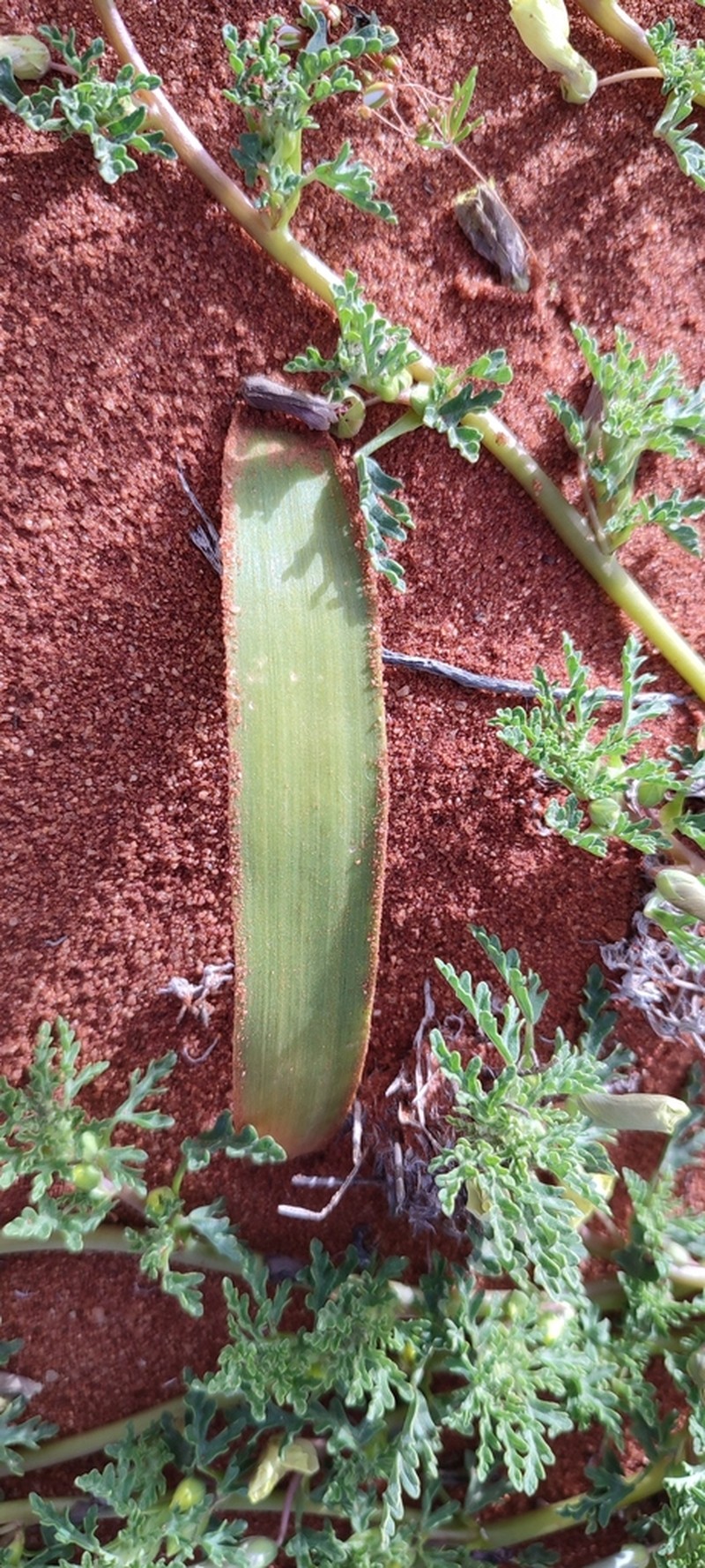 Albuca psammophora photo 2