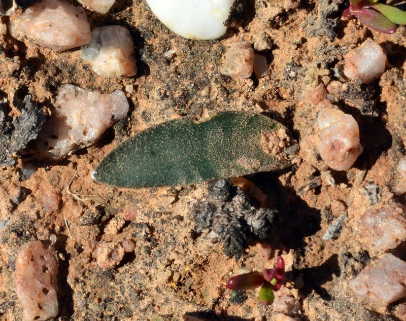 Albuca psammophora photo 3