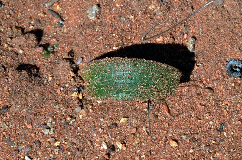 Albuca psammophora photo 4