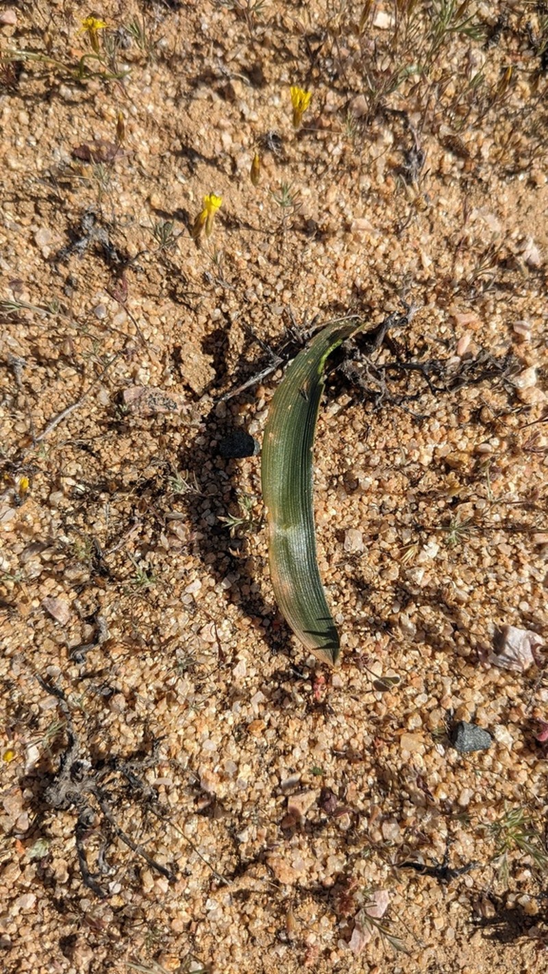 Albuca psammophora photo 5