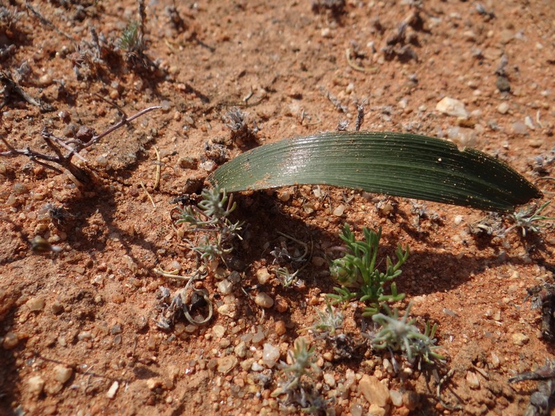 Albuca psammophora photo 6