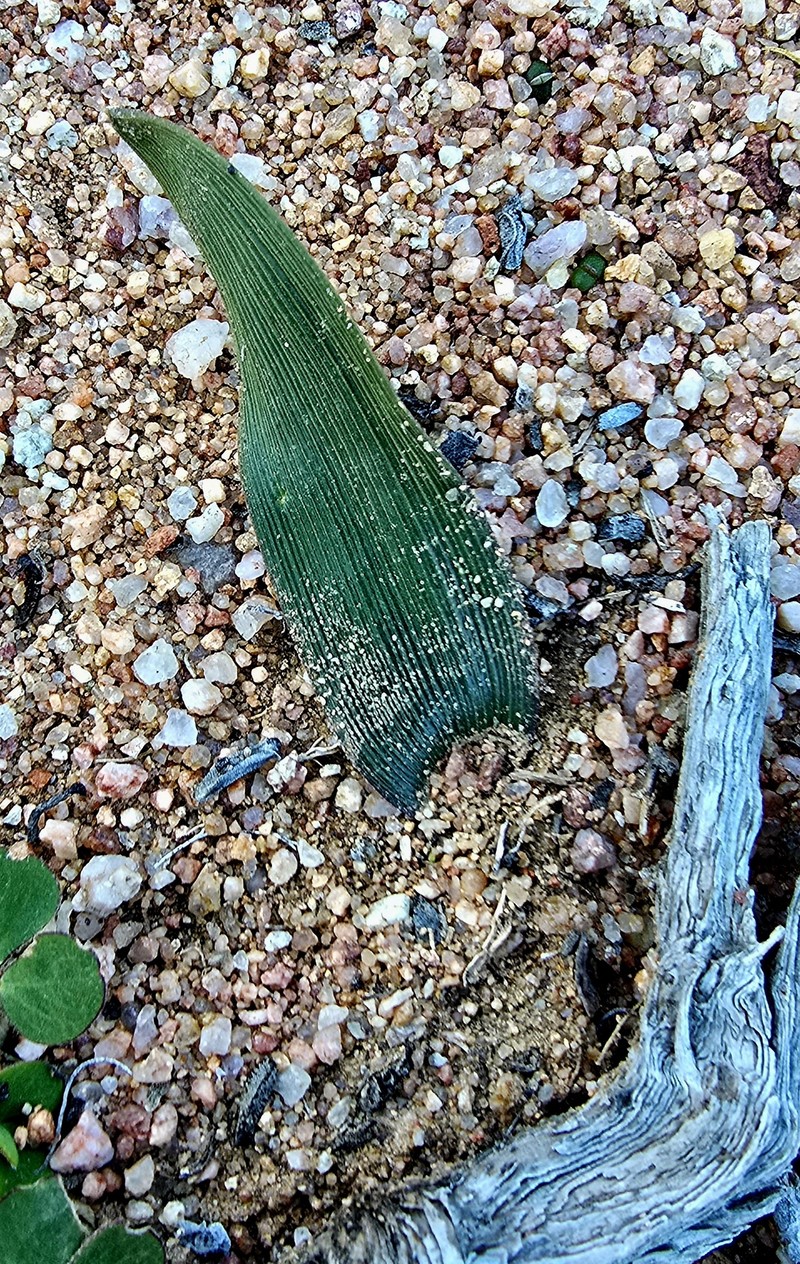 Albuca psammophora photo 7