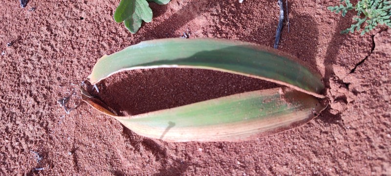 Albuca psammophora photo 8