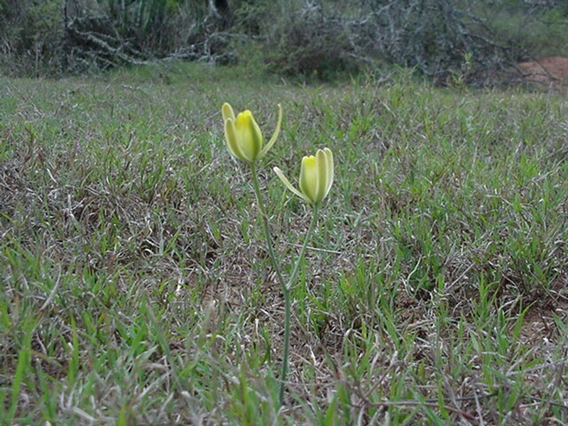 Albuca pseudobifolia