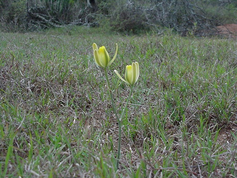 Albuca pseudobifolia photo 2