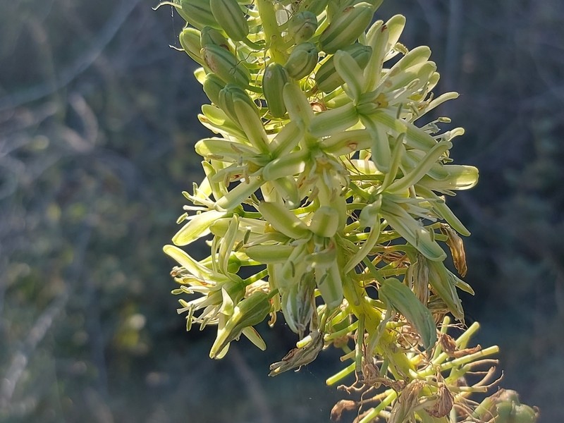 Albuca pulchra