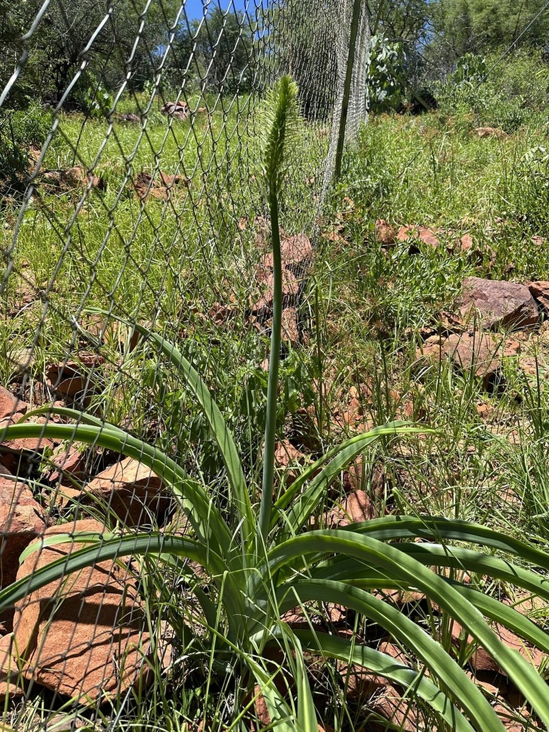 Albuca pulchra photo 2