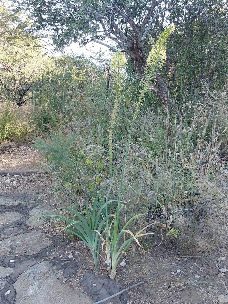 Albuca pulchra photo 3